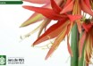 hippeastrum Sumatra (3)